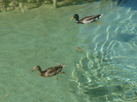 ducks