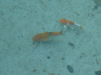 Koi Fish